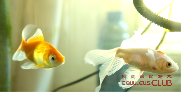 崇世爱心基金-天星调良公益之内蒙行2545_1.png